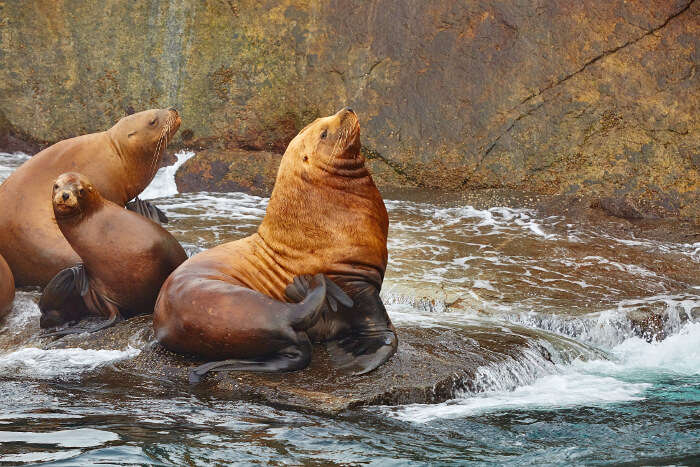 spot seals in Seward