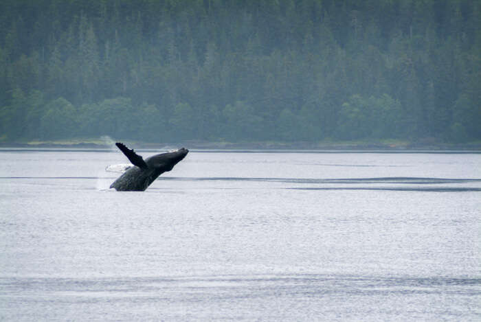 spot humpback whales in Sitka