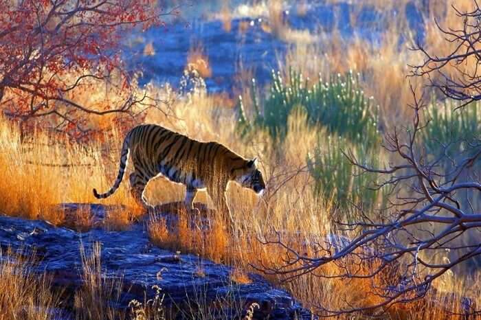 Traveler Reviews for Sariska National Park