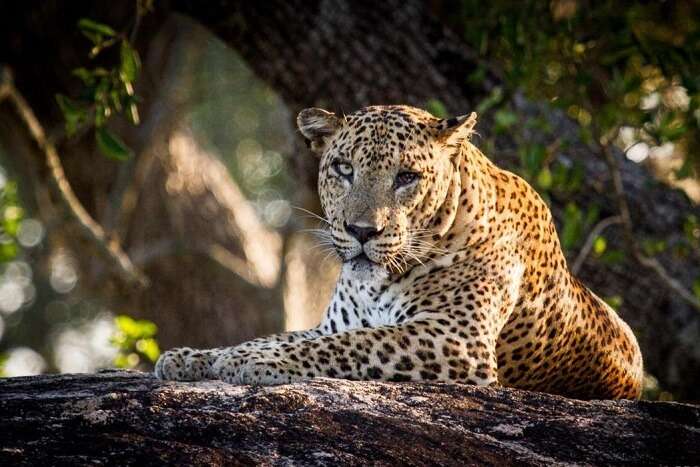 leopard safari yala