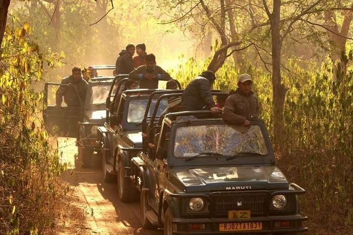 Sariska Jeep Safari cost