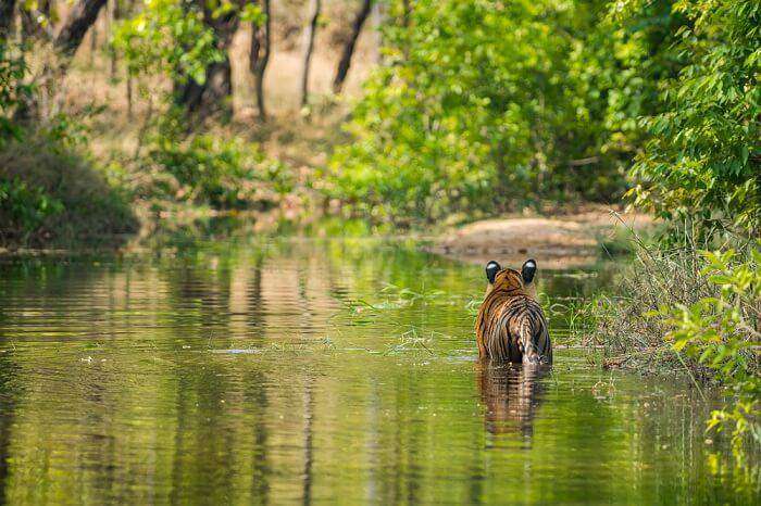 Bandhavgarh National Park India