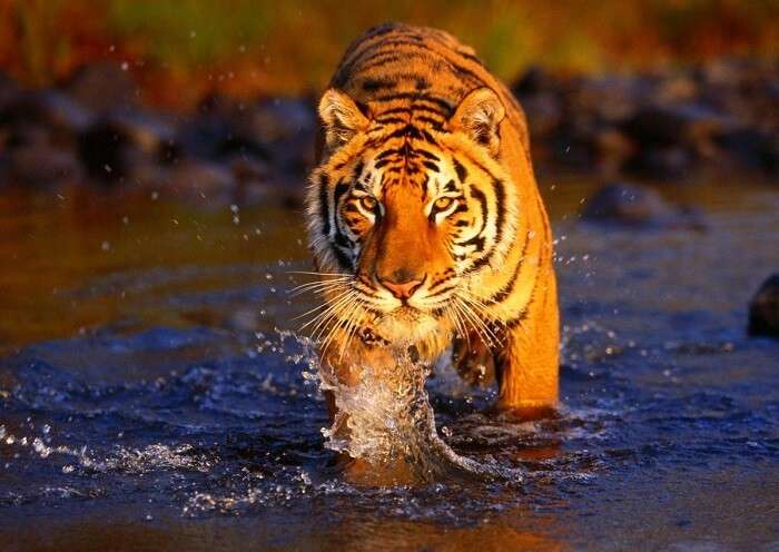 Sariska National Park