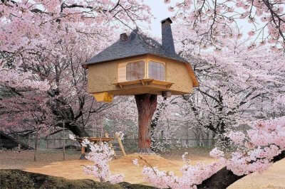 a treehouse during cherry blossom