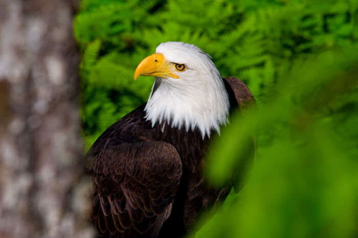 spot eagles on alaska cruis tours