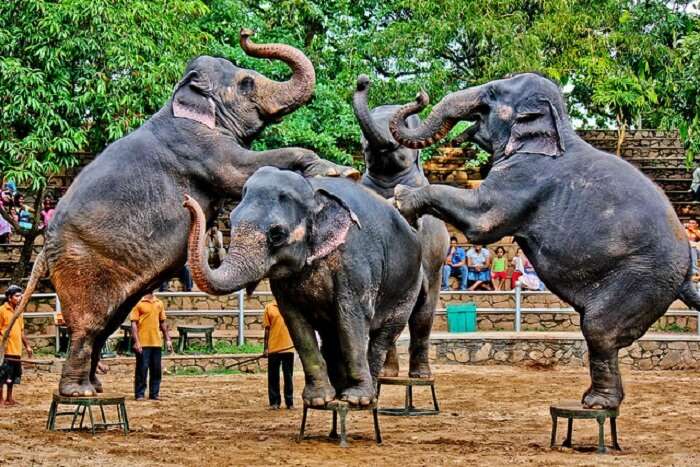 Dehiwala Zoological Garden Colombo