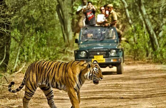 dandeli wild tourism