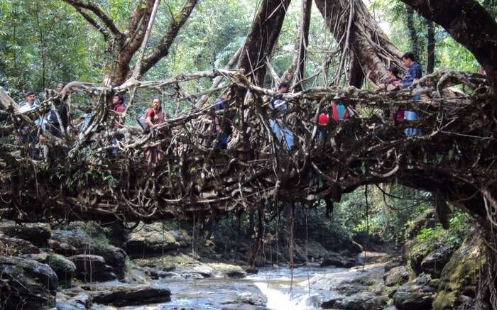 Root bridges Shillong for a perfect romantic hideout and among the best budget honeymoon destinations in India