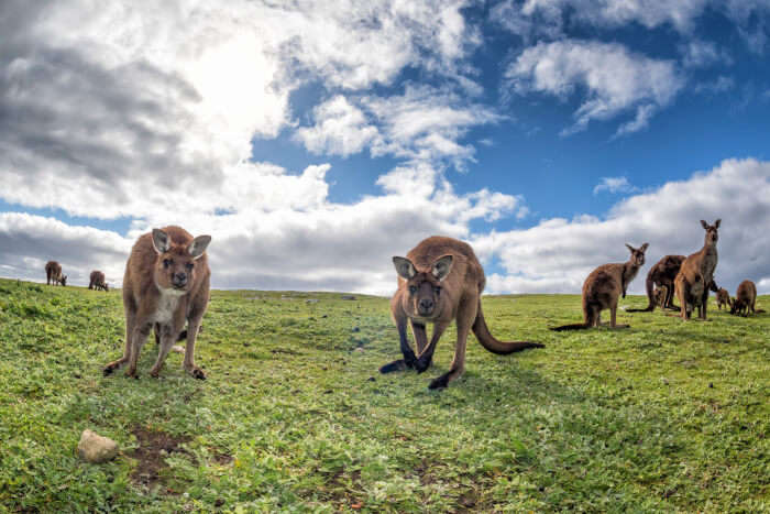 Awesome Kangaroo Island