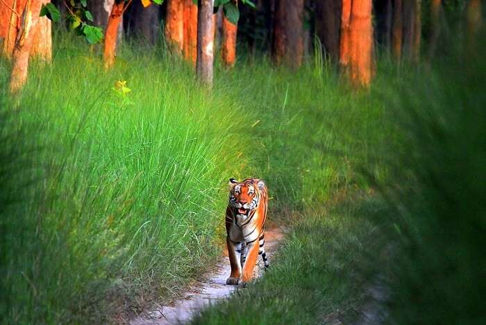 mudumalai national park cover