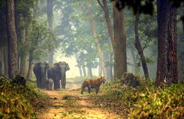 Best Time To Visit Dudhwa National Park