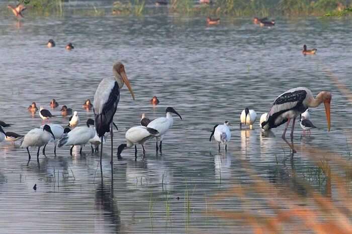 Best Time To Visit Sultanpur Bird Sanctuary