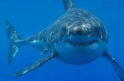 sharks in South Africa