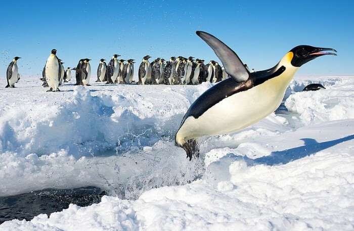 penguins View