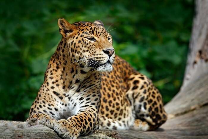 https://traveltriangle.com/blog/wp-content/uploads/2017/12/leopard-in-sultanpur-bird-sanctuary.jpg