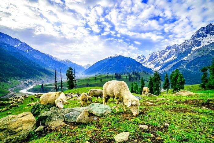 sheep grazing in mountains of Kashmir