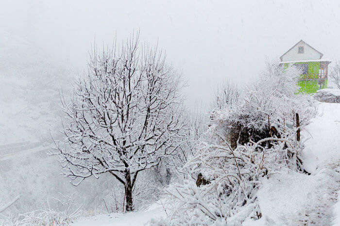 snowfall in Kasol