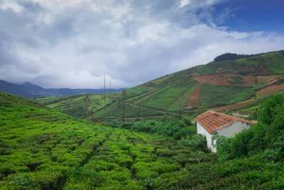 a house amid the tea plantations 