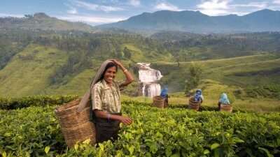Local women working in tea plantation in Sri Lanka