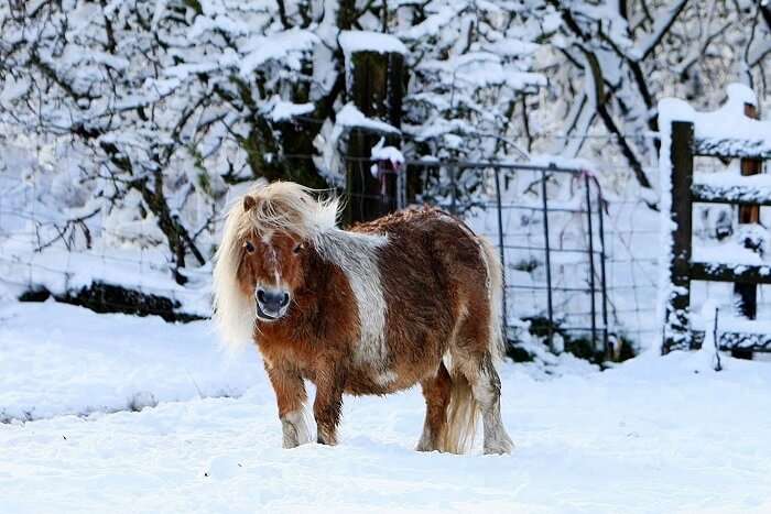 A mule amidst the snowfall