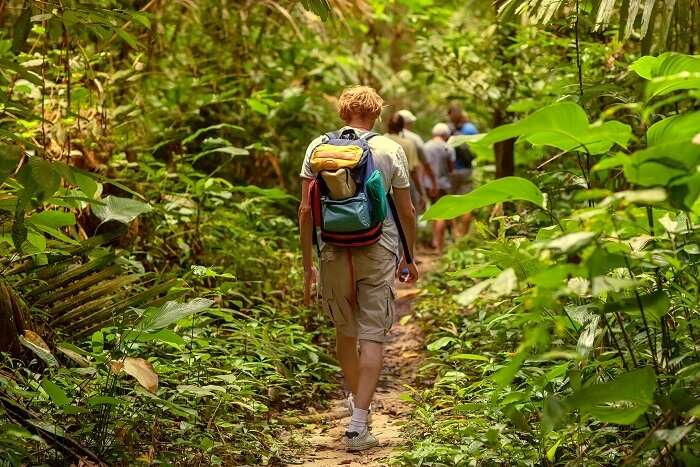 tips for jungle safari: DOs Of Jungle Safari