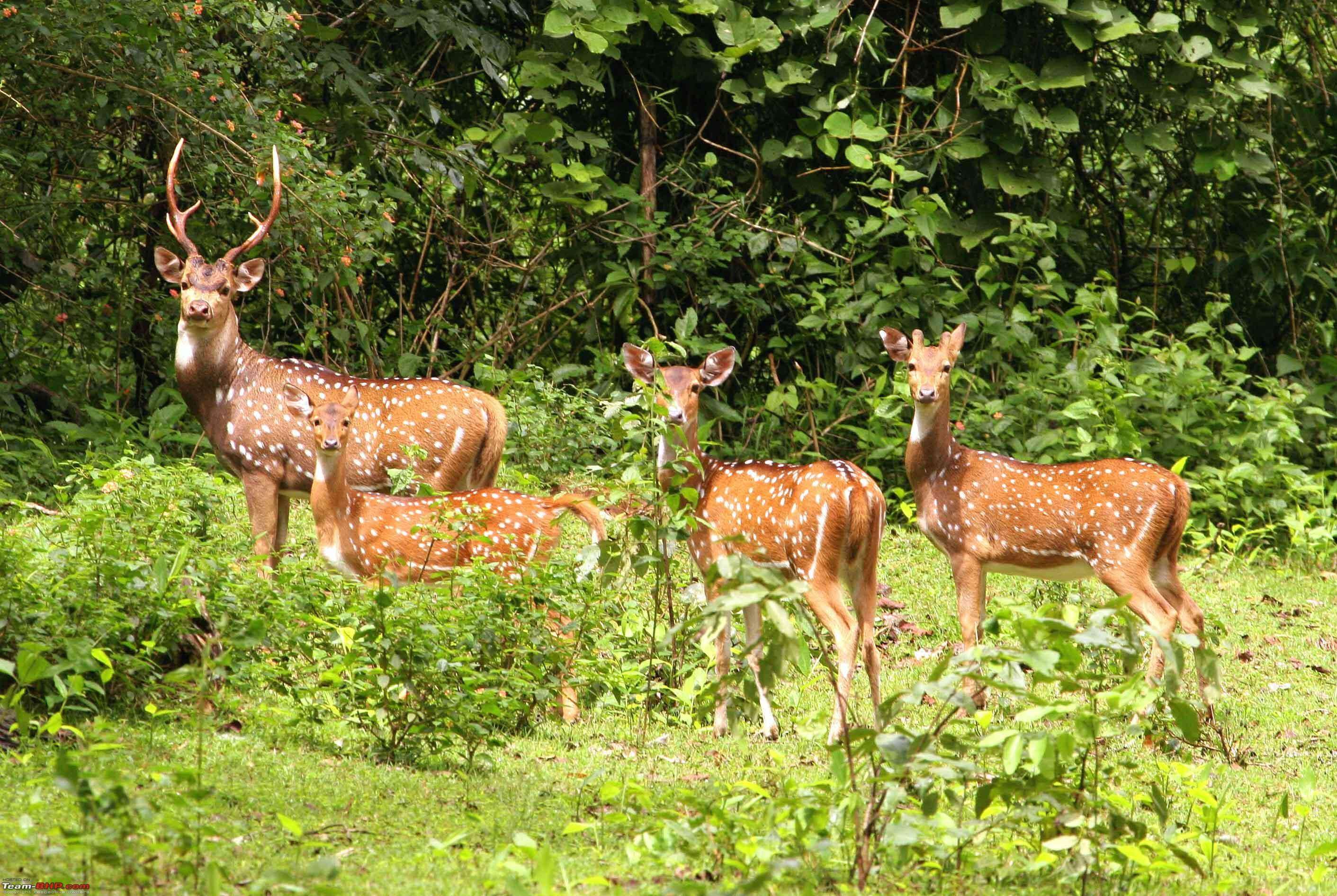 Kaziranga National Park, one of the best places to visit in February in India