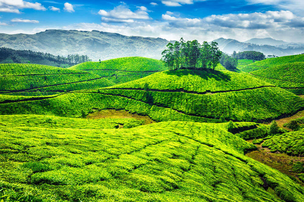 the gorgeous tea plantations of Munnar, one of the must-visit tourist places in South India during summer
