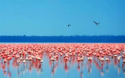 Hotel In Bahamas Is Hiring CFOs To Look After Flamingos