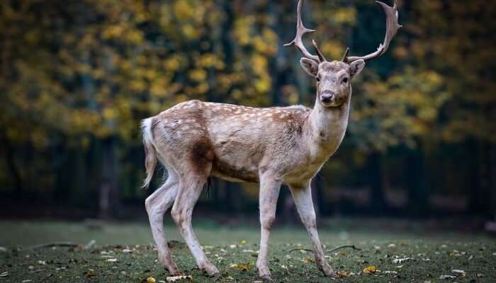 Deer Park, among the best places to visit in Yercaud.