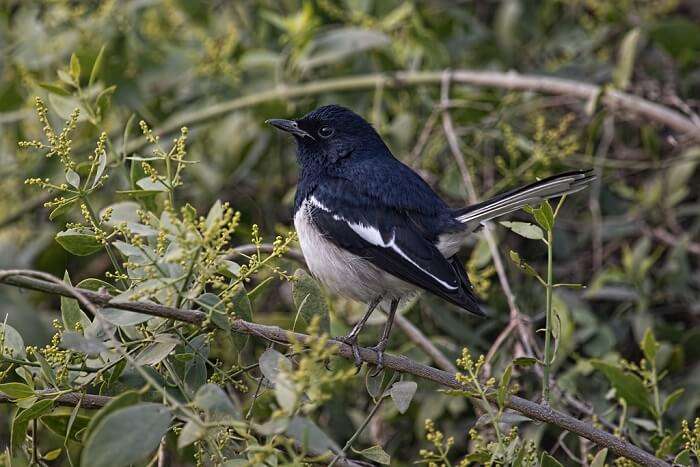 famous bird in the wildlife park