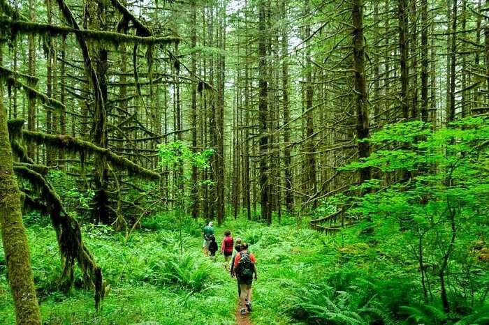 Visit 6 Incredible Rain Forests In India For An Epic Adventure In 2023!