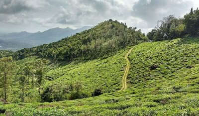 Wayanad is a beautiful place to spend time with your better half, truly one of the best honeymoon places in India in July.