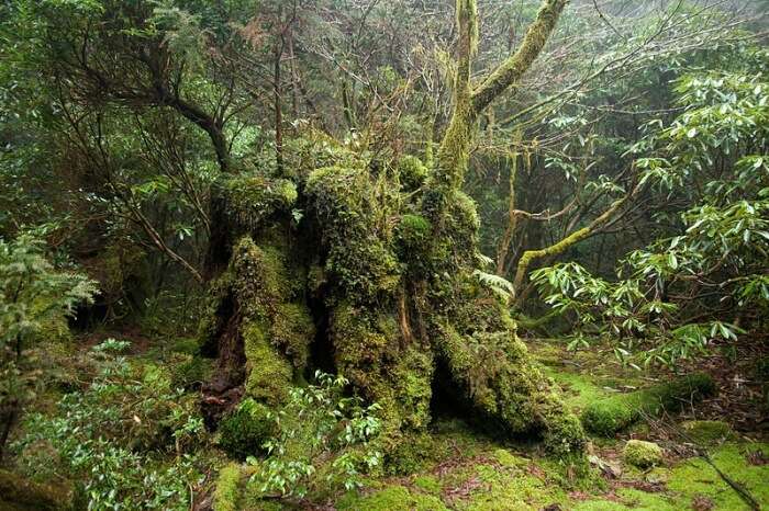 Yakushima is one of the best places to visit in Japan