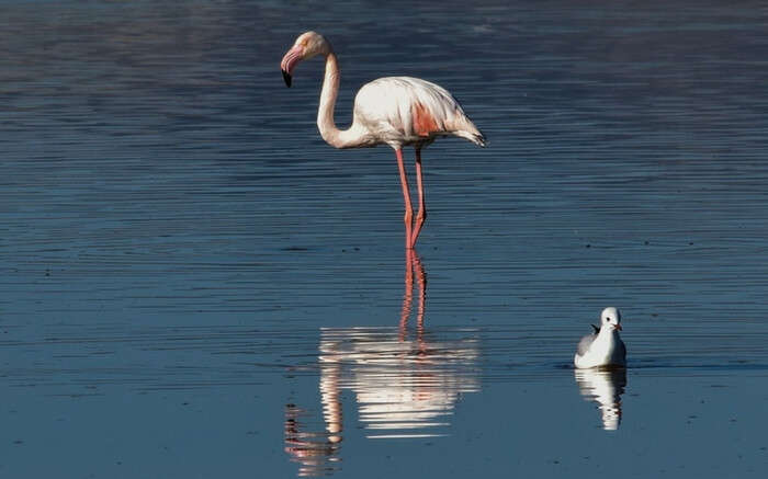 acj-0702-flamingo-sanctuary-mumbai (3)
