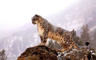 A snow leopard standing atop a cliff in Ladakh