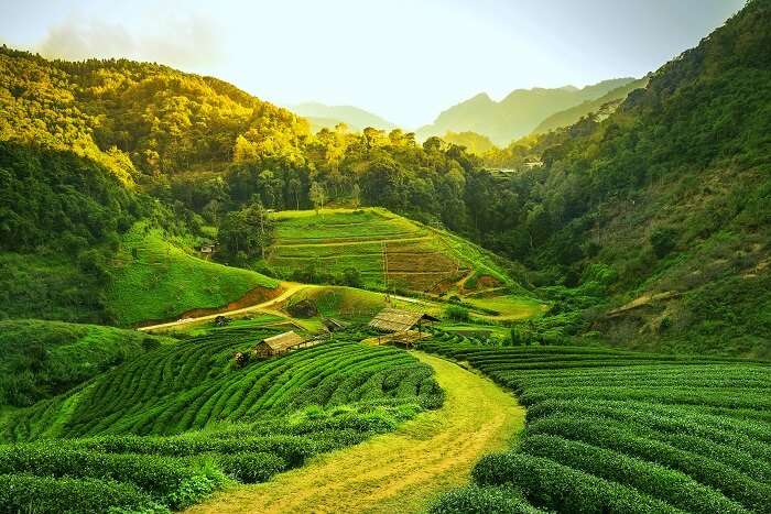 A Small Picturesque Hillock Covered with Green Grass and Rare