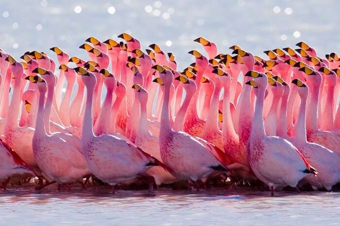 Flamingos in Baha Mar Bahamas