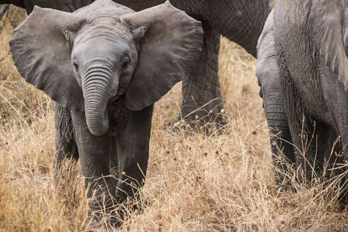 national parks in Africa