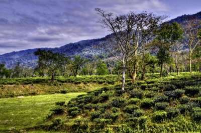 famous tea garden estate in assam
