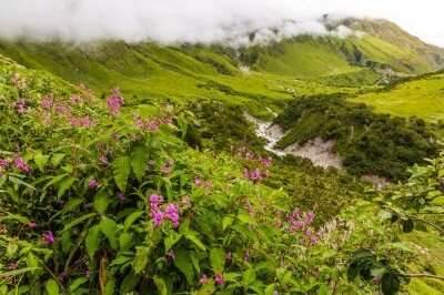 Nanda Devi National Park Greenery