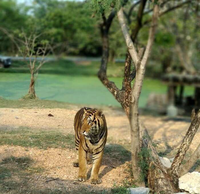 parc safari tigre de bangkok