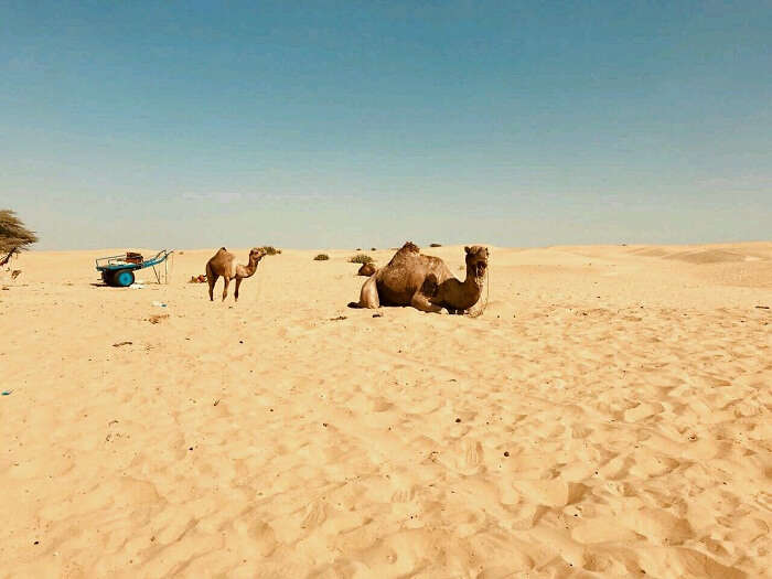 sam sand dunes jaisalmer