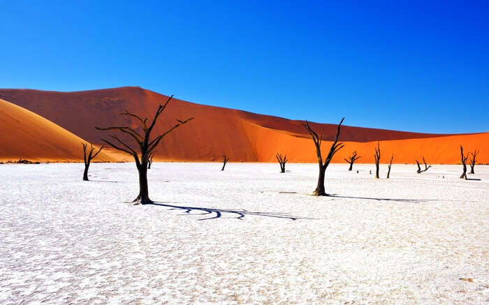 a gorgeous mix of white and golden desert