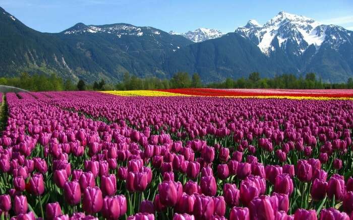 kashmir-tulip-garden