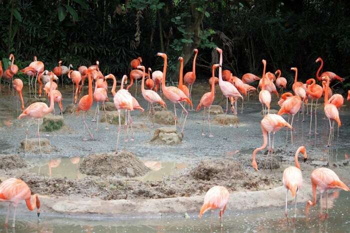 Jurong Bird Park