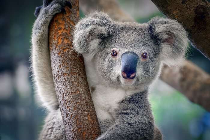 Lone Pine Koala Sanctuary brisbane