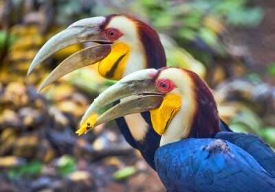 assam national parks cover picture wreathed hornbill