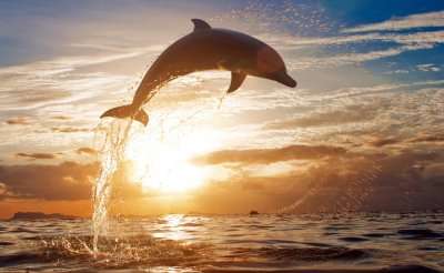 Enjoy dolphin watching during your 3 days in Goa trip