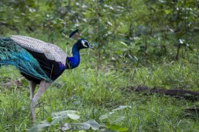 peacock in Manda Zoo