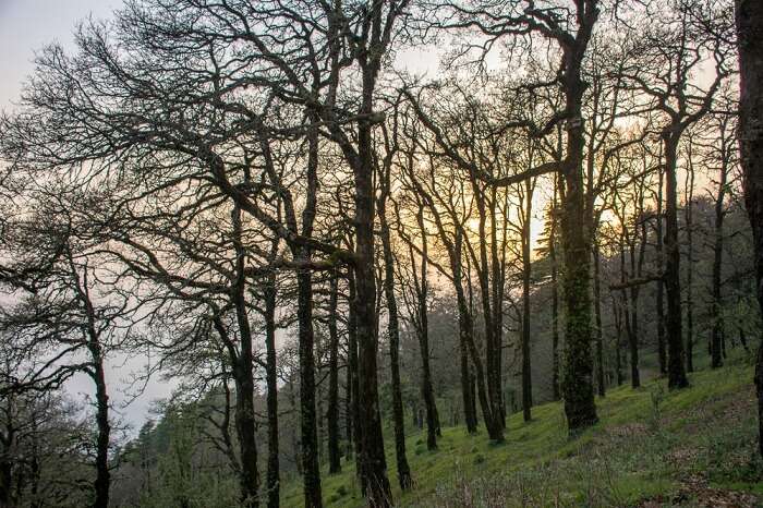 naina peak in bhimtal